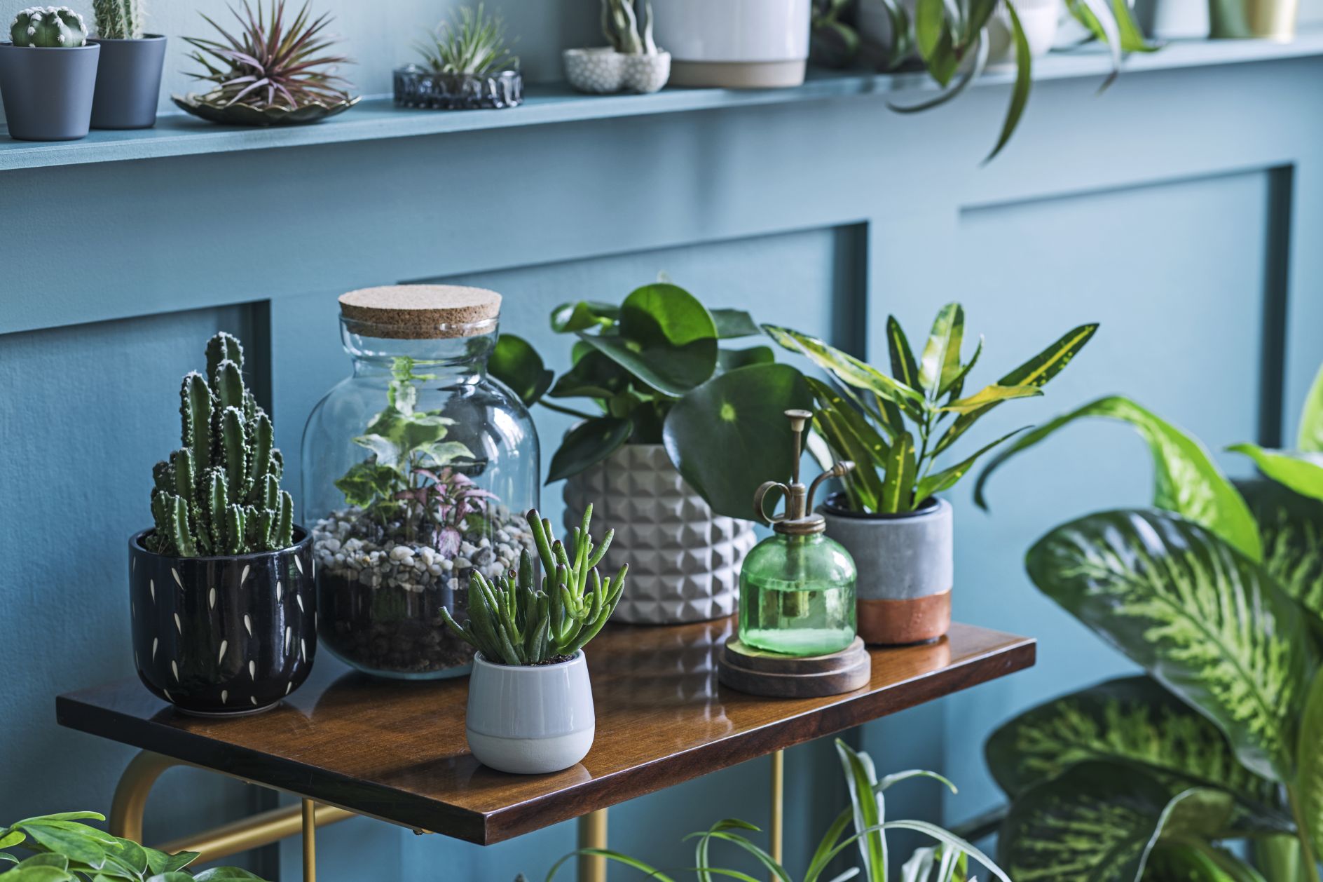 Cultivating Green Spaces: The best places to buy indoor plants online ...