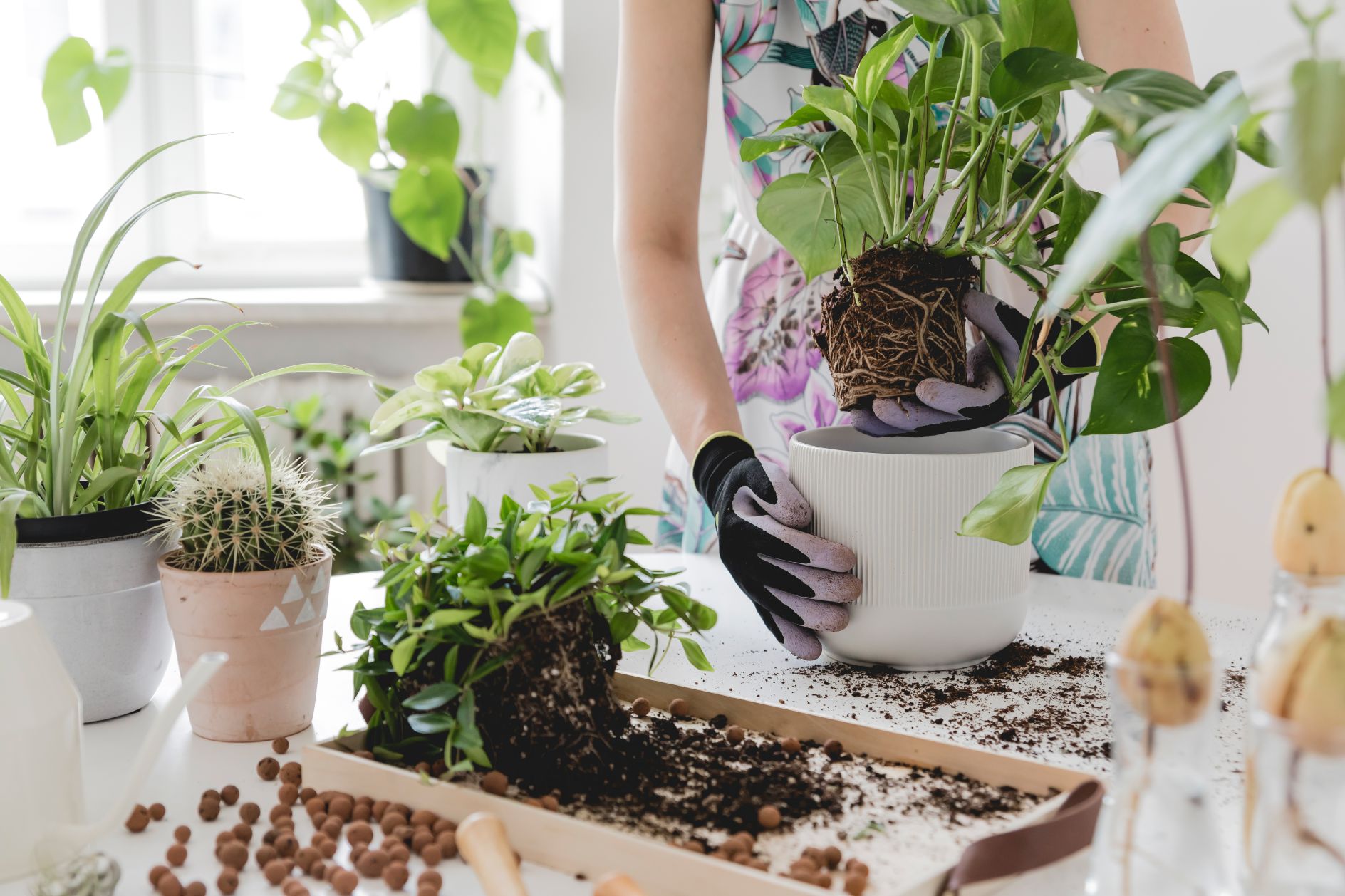 Cultivating Green Spaces: The best places to buy indoor plants online ...