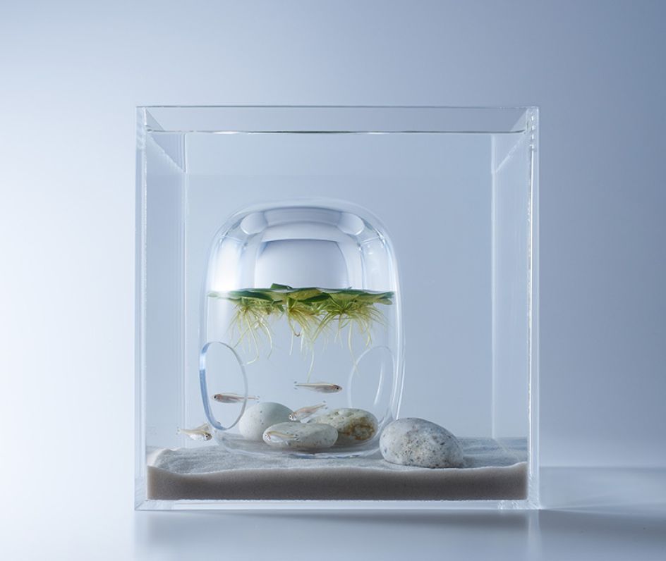 natural minimalist aquarium #aquarium #nature #foryou #minimalist