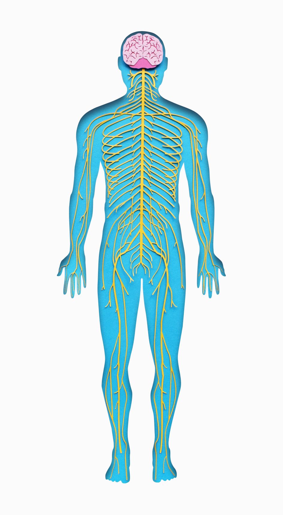 My Amazing Body Machine: Paper-cut artworks of the human anatomy ...