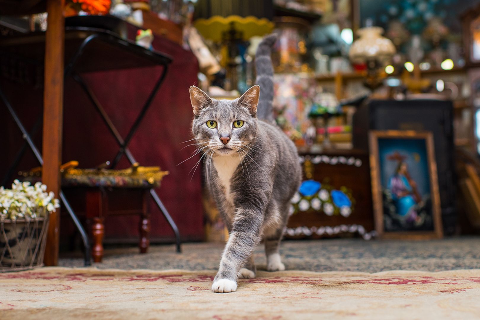 Shop Cats of New York Discover the fascinating stories of cats living