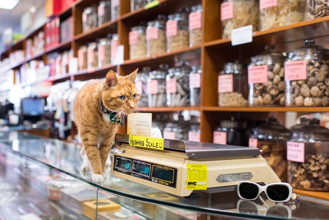 Shop Cats of New York: Discover the fascinating stories of cats living