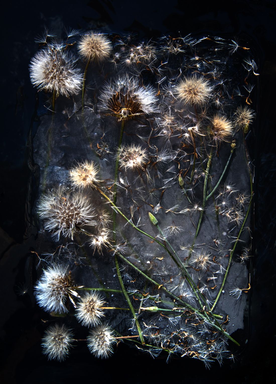 Romantic photographs of frozen flowers in blocks of ice capture the