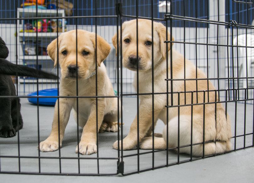 Training Day: Photographs that uncover 'Canine Partners for Life' at ...