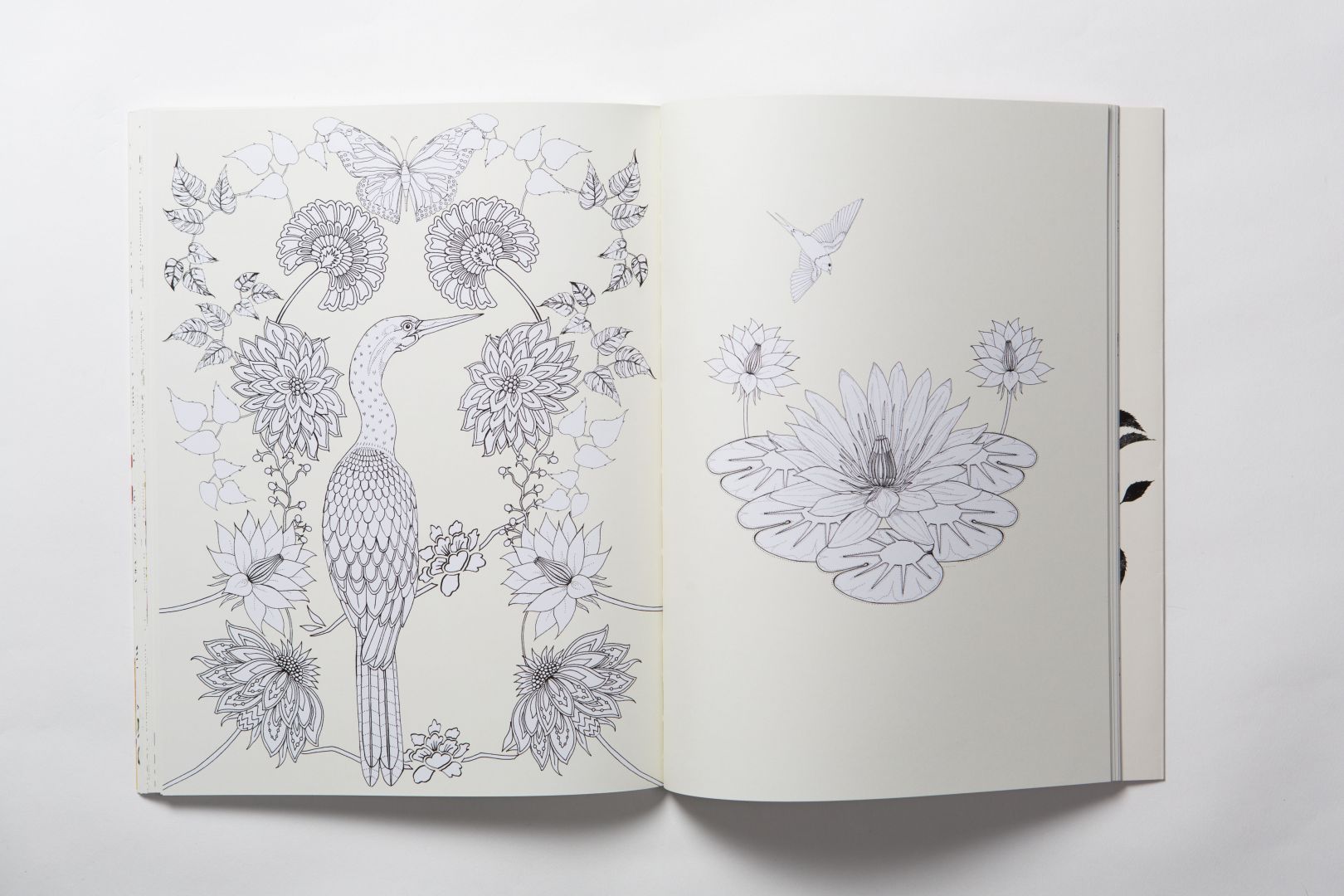 Birdtopia A beautifully illustrated colouring book by the talented