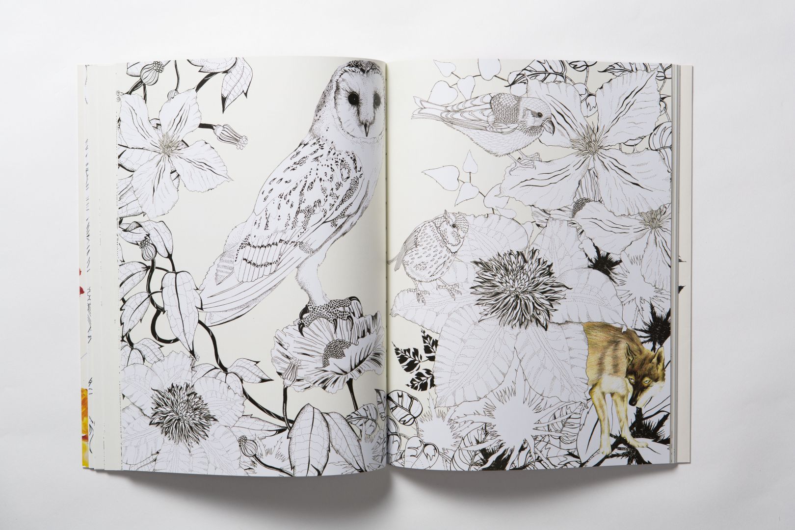 Birdtopia A beautifully illustrated colouring book by the talented