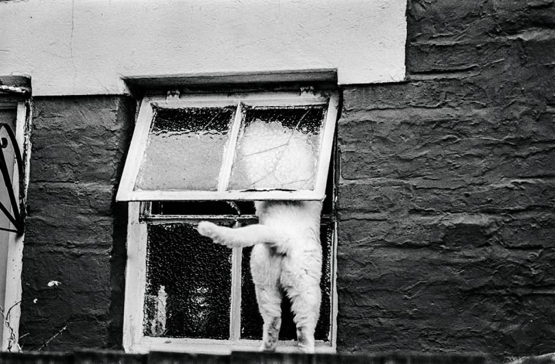 Jane Bown's Cats: Charming black & white photographs of our feline ...