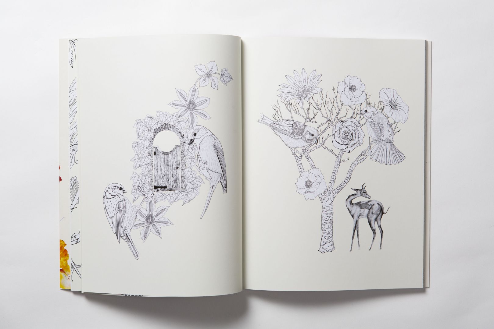 Birdtopia A beautifully illustrated colouring book by the talented