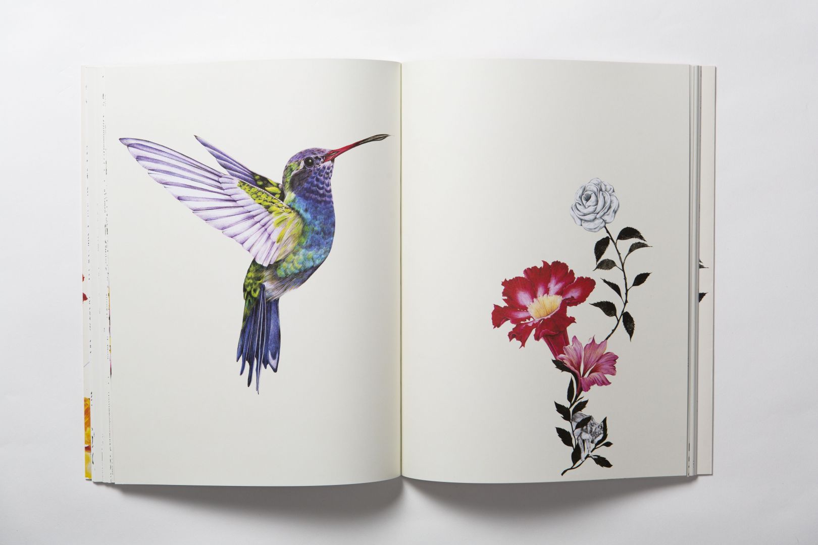 Birdtopia A beautifully illustrated colouring book by the talented