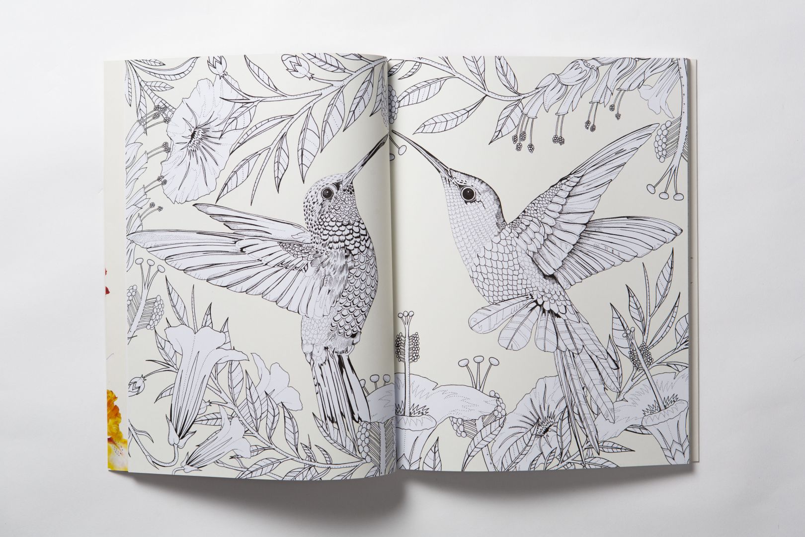 Birdtopia A beautifully illustrated colouring book by the talented