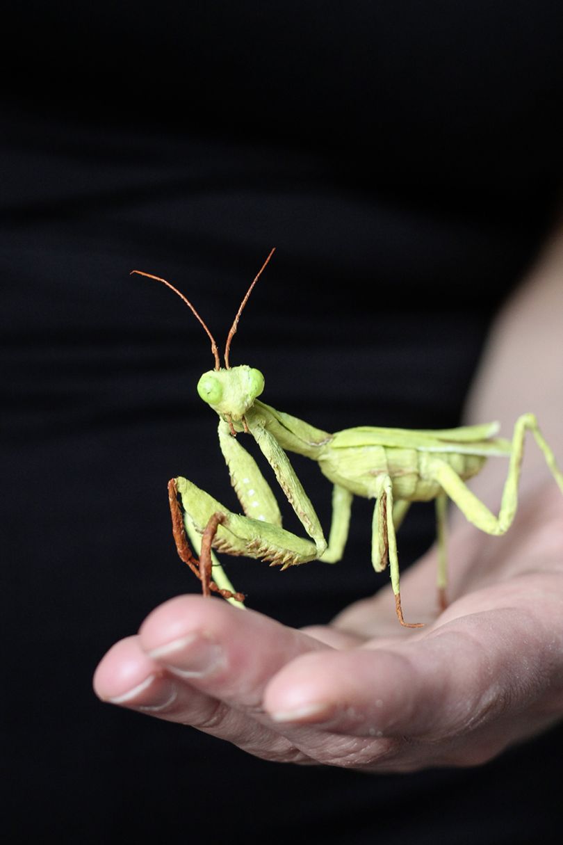 Life-like Paper Insects Painstakingly Made From Fine Crepe Paper 