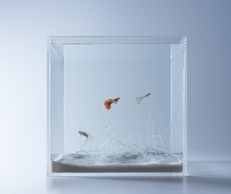 Bare Bottom Goldfish Tank Ideas for a Minimalistic Look