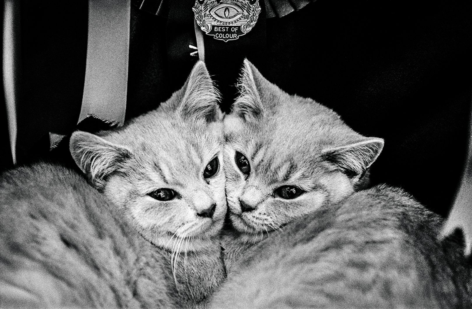 Jane Bown's Cats: Charming black & white photographs of our feline ...