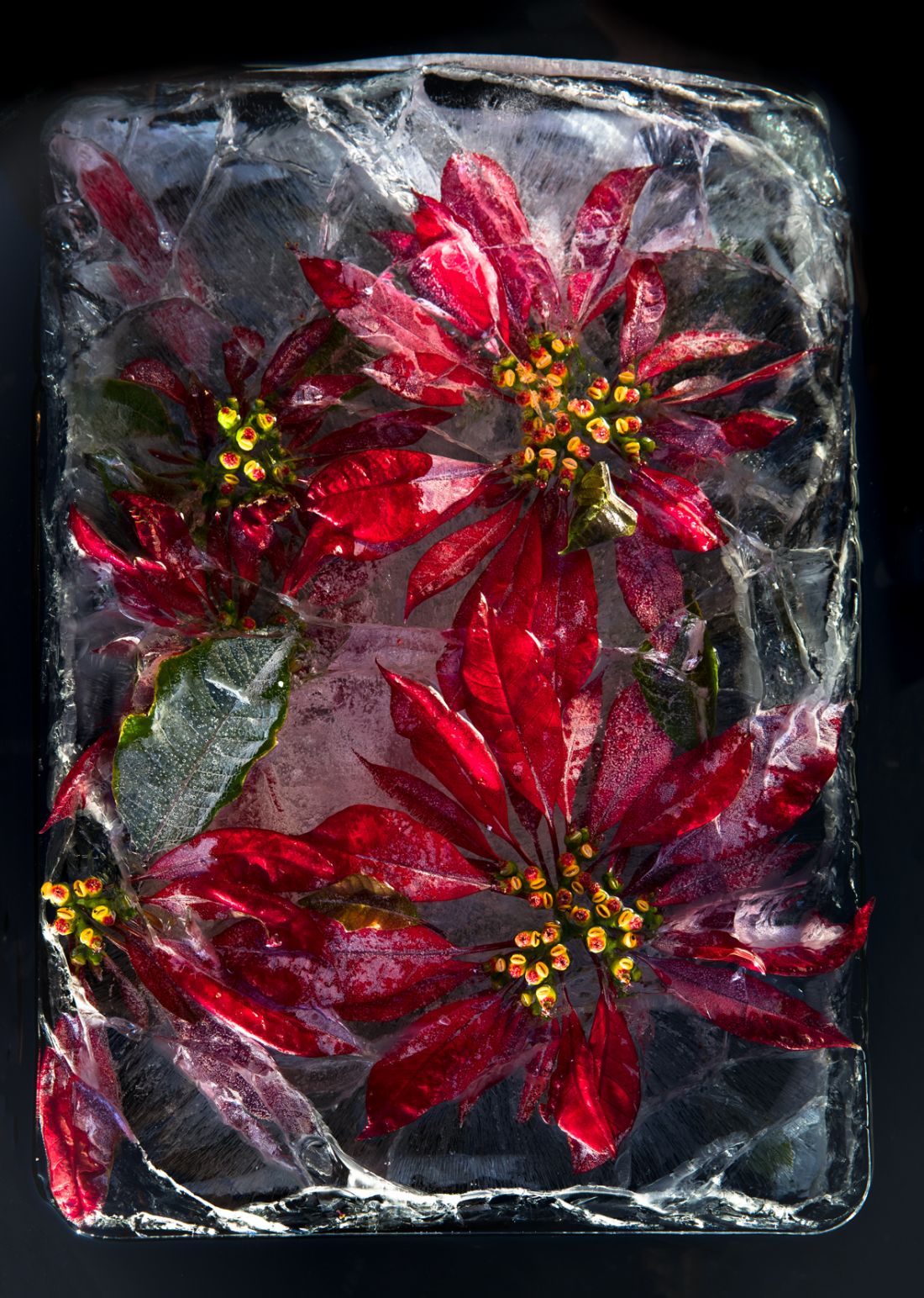 Romantic photographs of frozen flowers in blocks of ice capture the