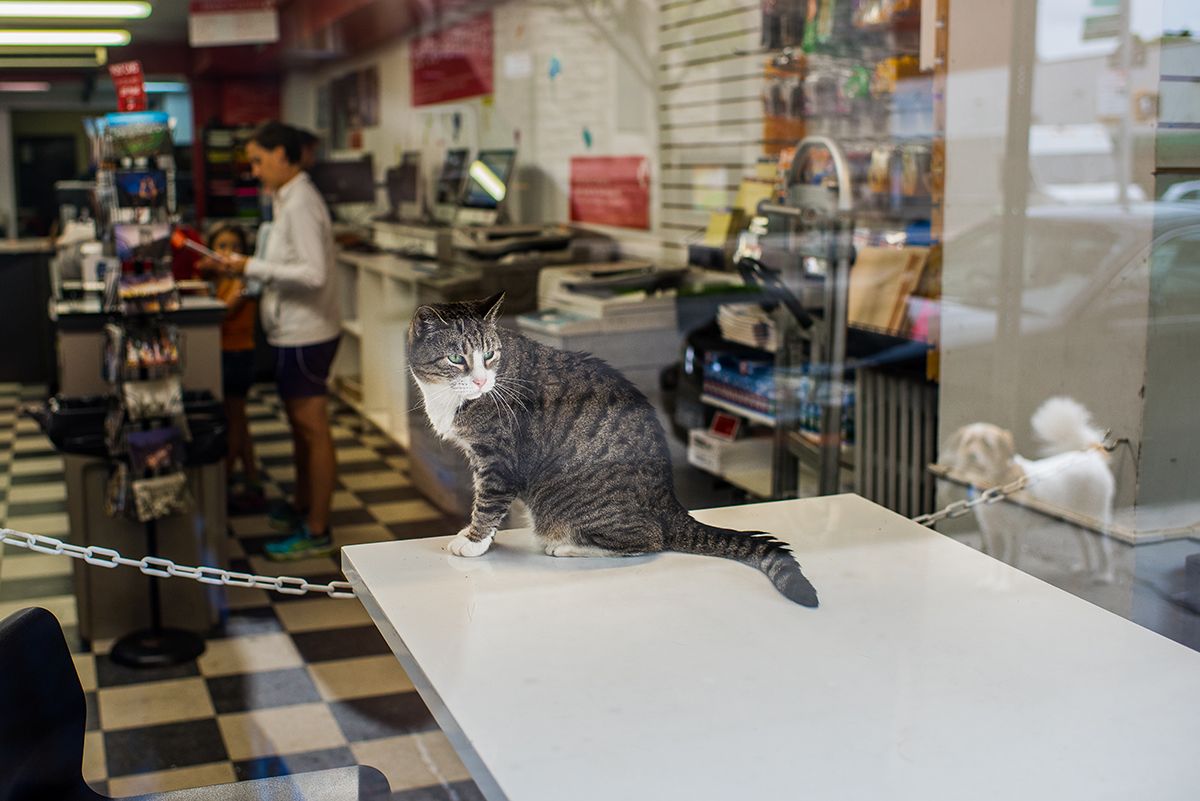 Cats shop. Кошка в магазине. Коты живущие в магазинах. Магазин кошечек. Кошка в Нью Йорке.