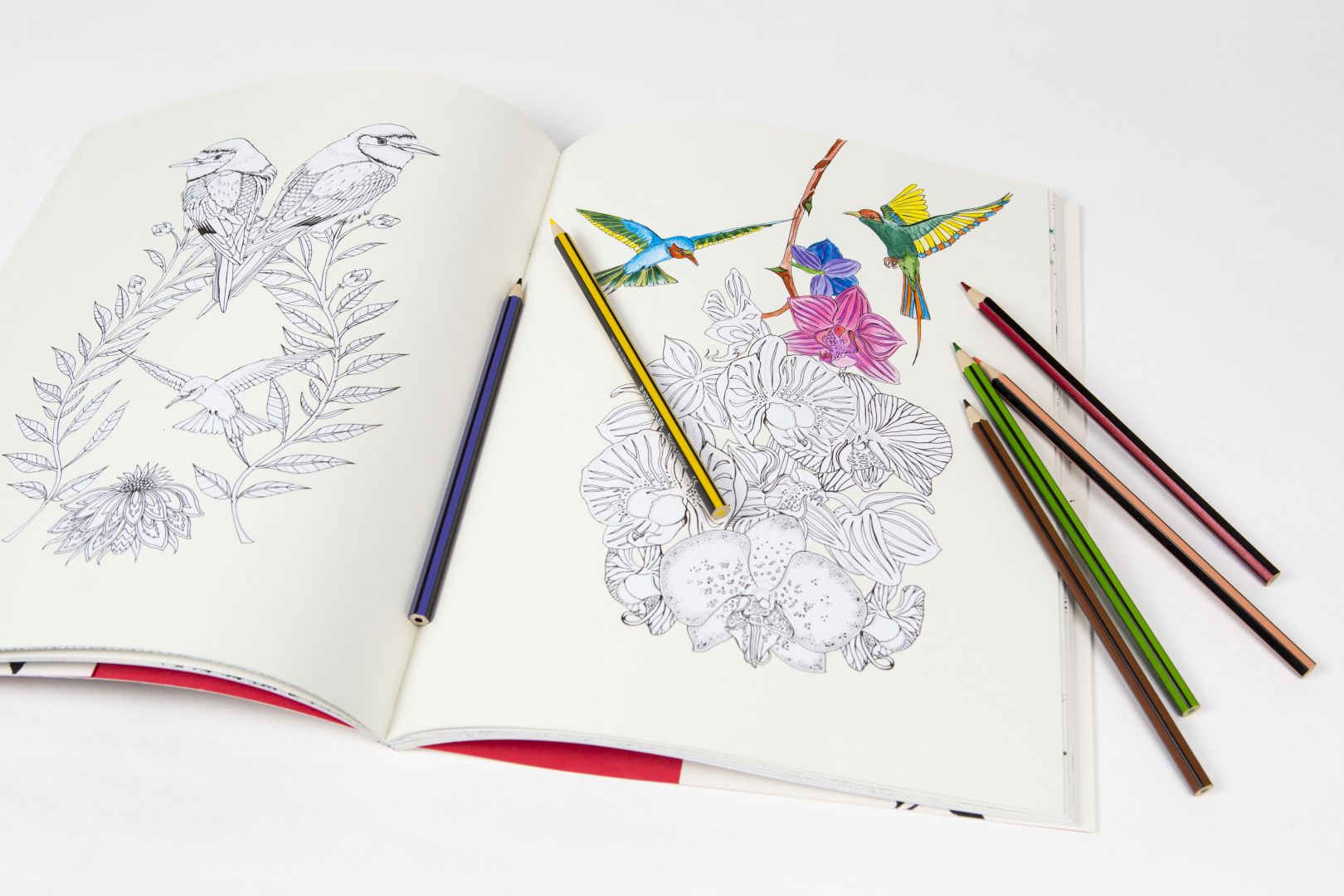 Birdtopia A beautifully illustrated colouring book by the talented