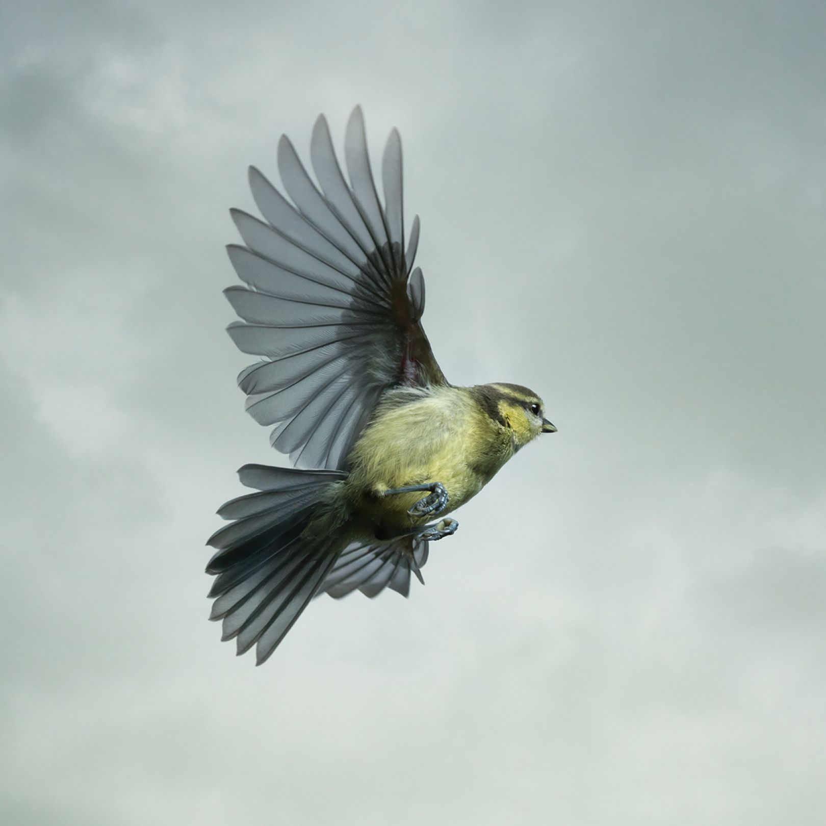 Everyday British birds captured mid-flight in the wild by photographer ...