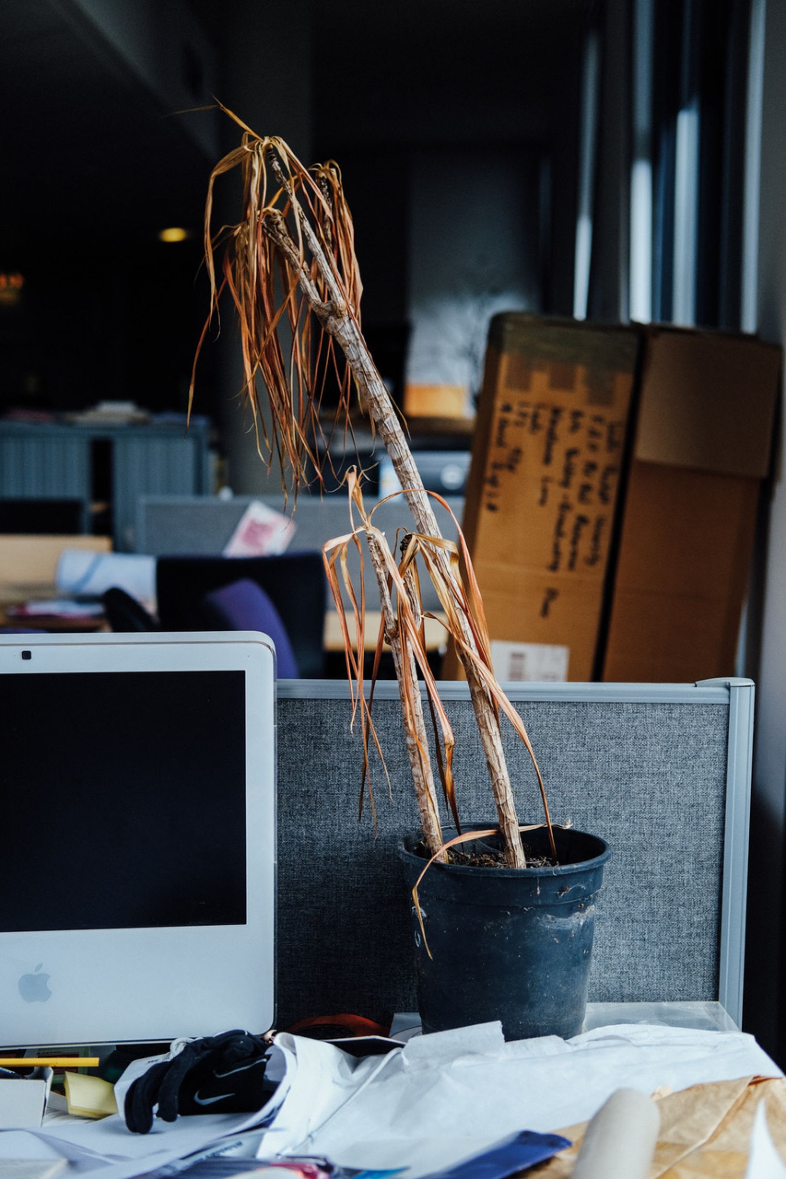 Melancholy photographs of abandoned office plants after the first